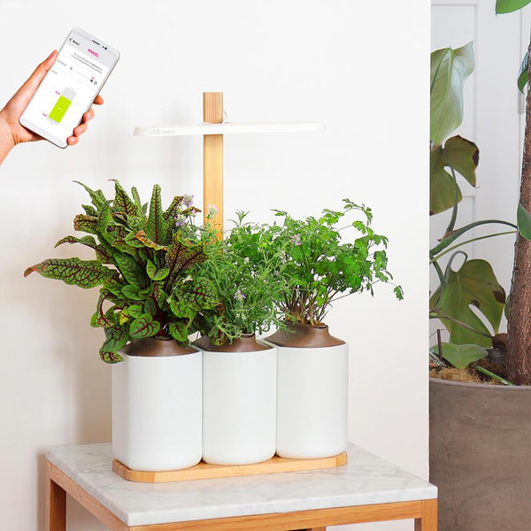 Potager d'intérieur Pret @ Pousser Capsule de Coleus - plante décorative -  CAPS4-LNGRE-COL