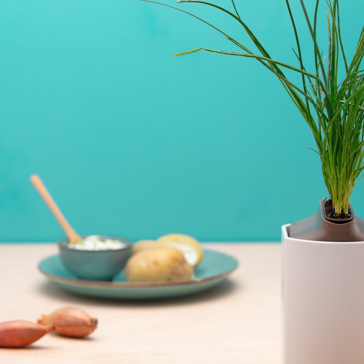 Apéro maison Capsules Prêt à Pousser Potager d&#39;intérieur