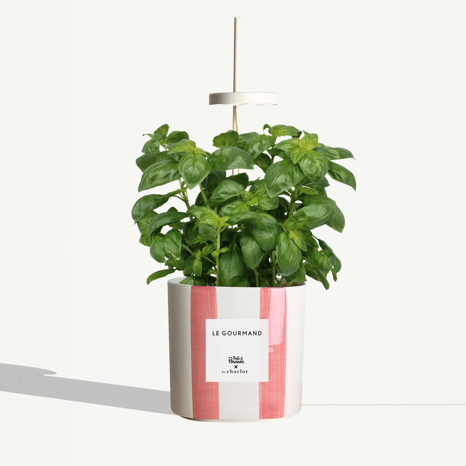 Set de plantes d'intérieur en pot blanc - 6 pièces