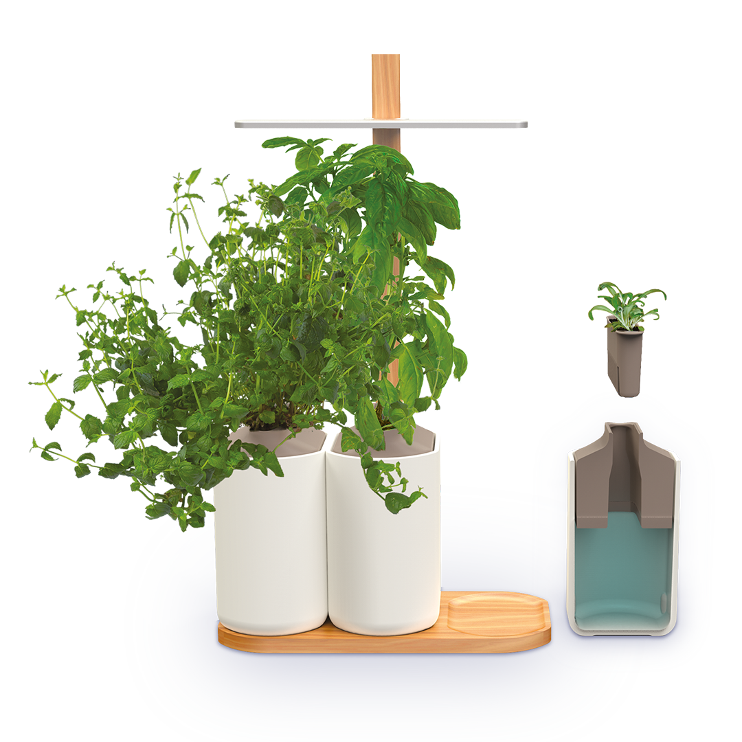 Kit Prêt à Pousser - Potager d'Intérieur d’Herbes Aromatiques (Ciboulette,  Origan, Sauge & Menthe)