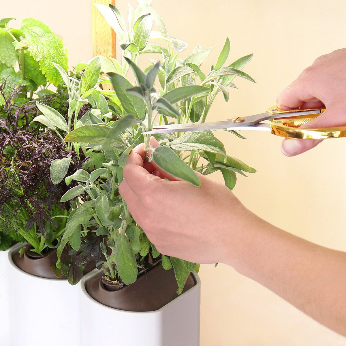Potager Lilo - Votre jardin d'intérieur pour plantes et aromates - Prêt à  Pousser 🇫🇷