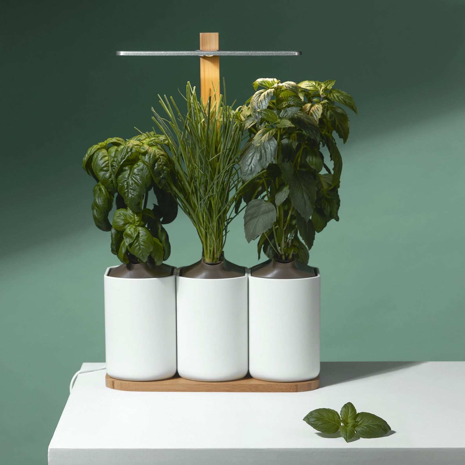 Set de plantes d'intérieur Pot Blanc - 4 pièces